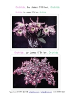 서양난. 난초.Orchids, by James O"Brien