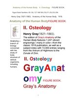 그레이 아나토미의, 제2권 골학 骨學 골해부학.도해 圖解 그림책. Gray’s Anatomy, II. Osteology. FIGURE